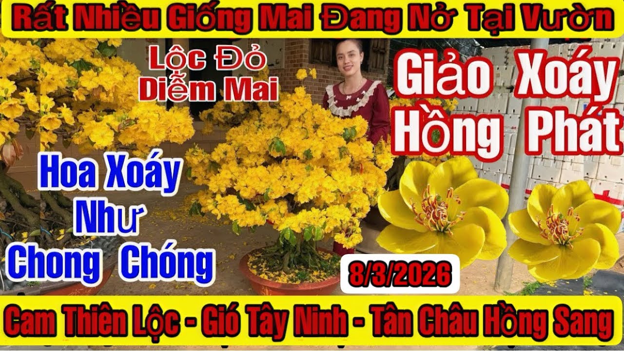 8/3☎️0909791298☎️🌲Mai Vàng Giá Rẻ🌲Cam Thiên Lộc-Giảo Xoáy Hồng Phát-Giảo như ý Rin-Tứ Quý Đế Nôm…🌲