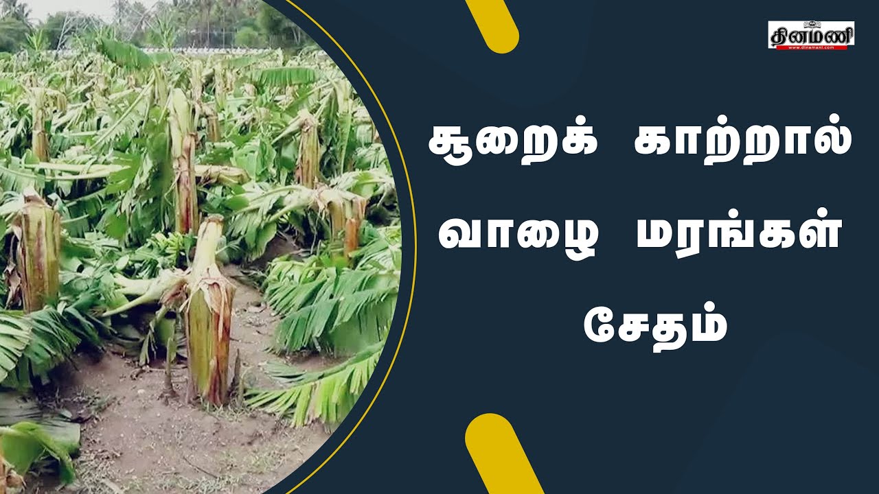 வாழை மரங்கள் சேதம்: நிவாரணம் வழங்க கோரிக்கை | Dinamani