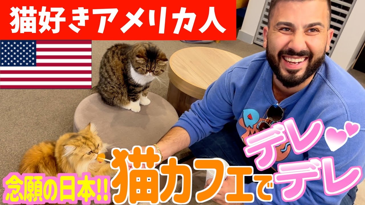 【世界共通】猫カフェで癒やされる外国人の反応