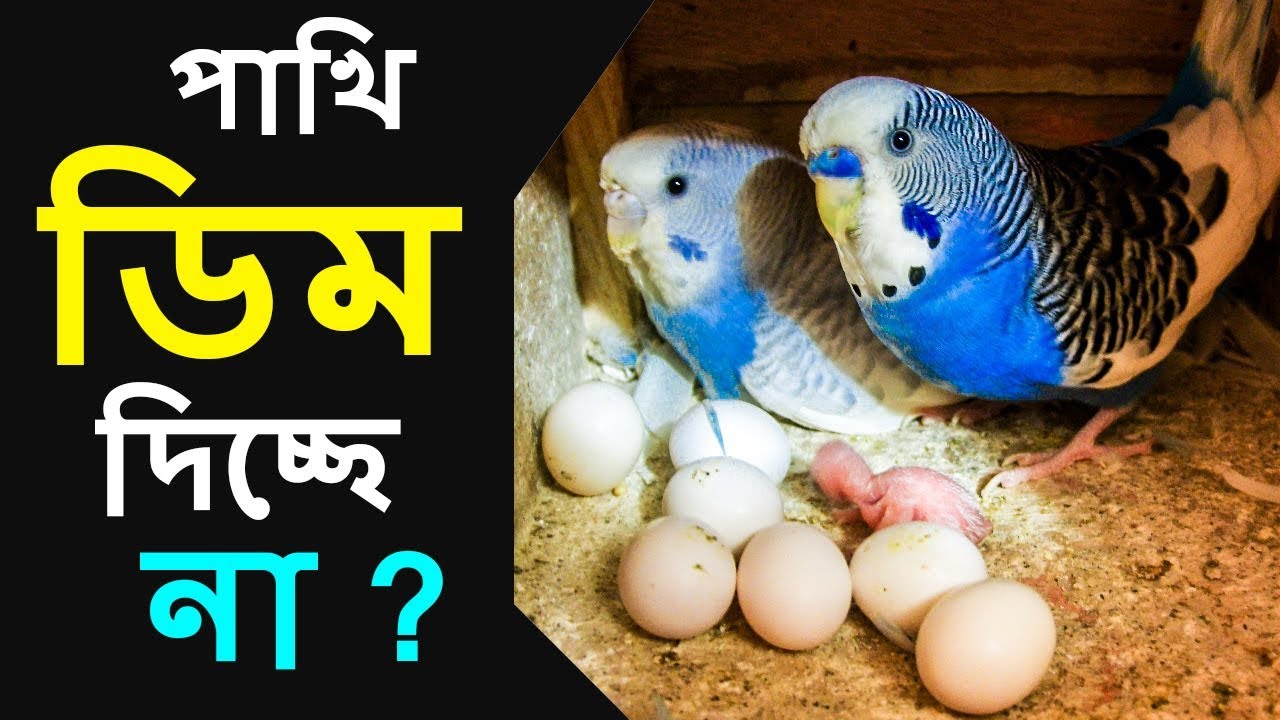 বারজিগারের ডিম না পাড়ার কারণ ও সমাধান | Breeding Problems of Budgie | পাখি পালন । Pakhi Palon