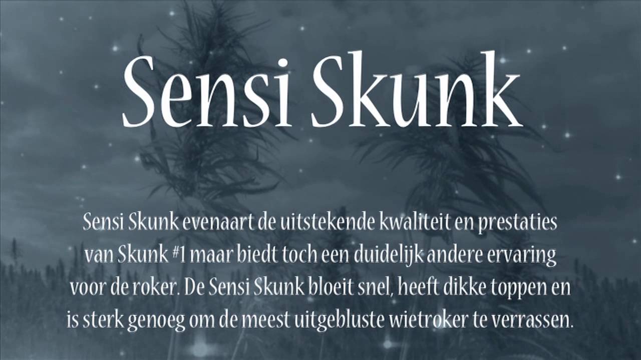 Sensi Skunk | introductie