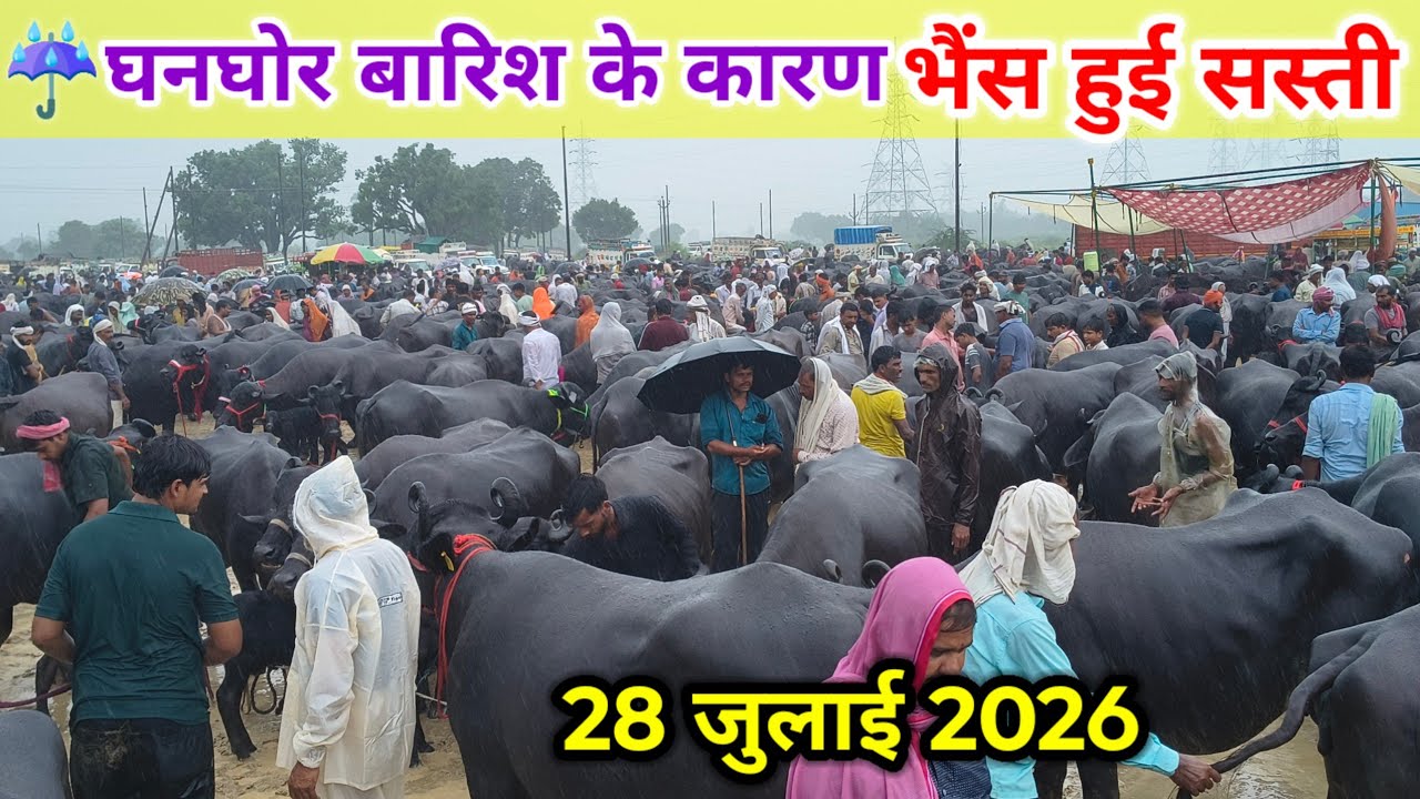 घनघोर बारिश ☔ के कारण रूई पशु बाजार में हुआ भारी सस्ता 😱 ll 28 जुलाई 2026 ll rui buffalo market ll