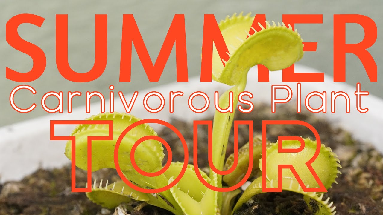 Summer Carnivorous Plant Tour | Plants for Sale! - 2025