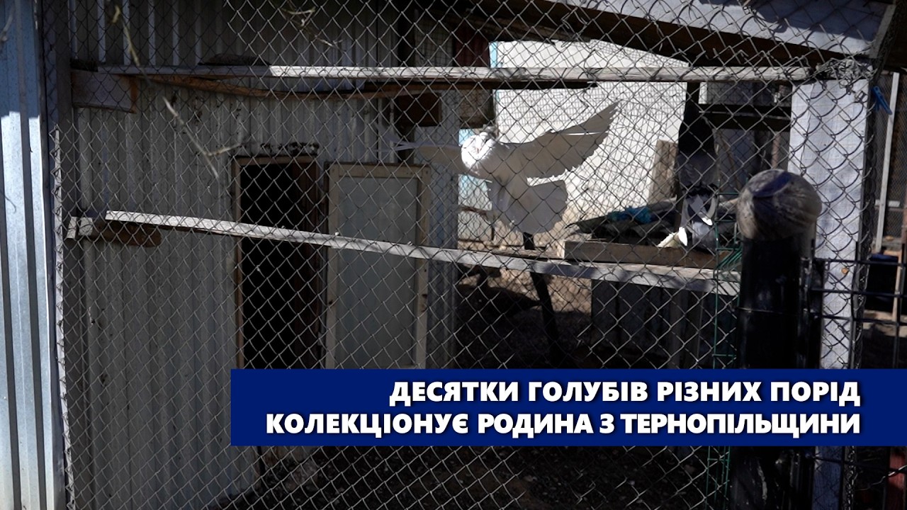 Десятки голубів різних порід колекціонує родина з Тернопільщини