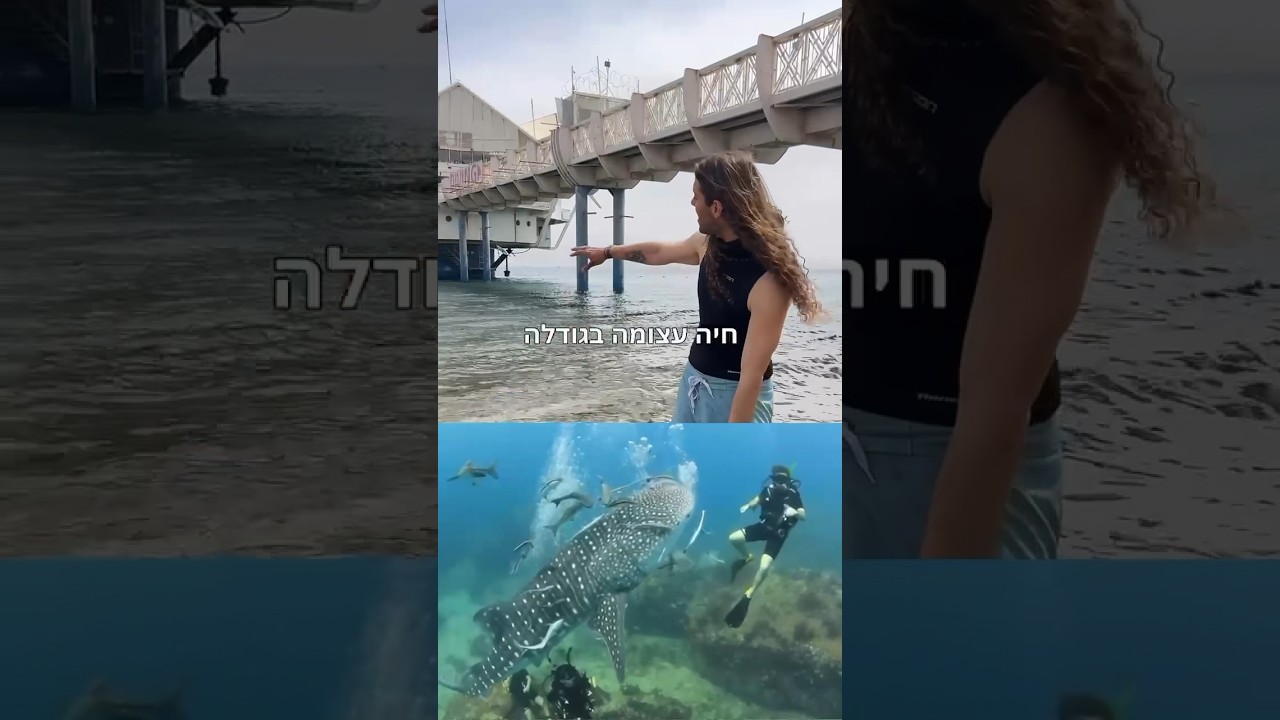 היות ים מפחידות באילת #צלילה  #ים #קורסצלילה