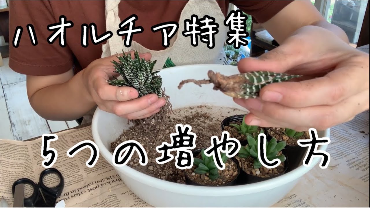 ハオルチア特集 第2弾増やし方編