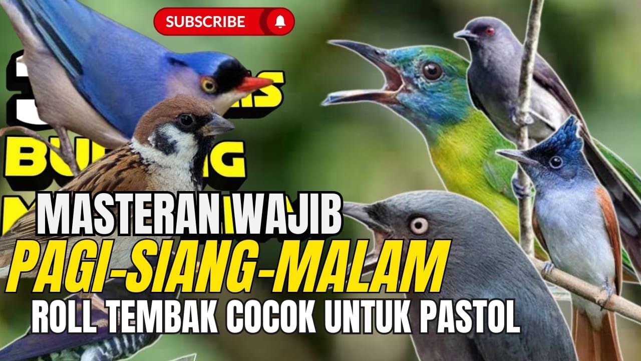 MATERI TERTATA RAPI!! Masteran Roll Tembakan Kasarr - SEKALI MASUK LANGSUNG MEWAHH BANGET