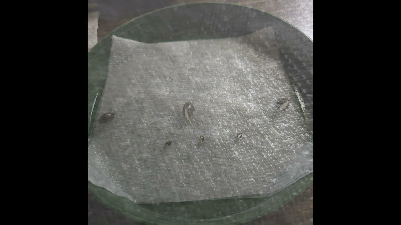 Grow420 Indoor Garden 2024 25 Winter Grow God's Green Crack Germination & Planting - Country Version
