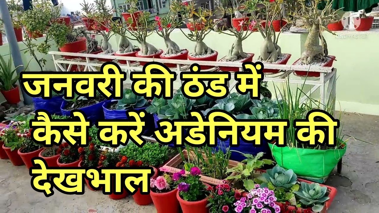 Care of adenium plant in January month