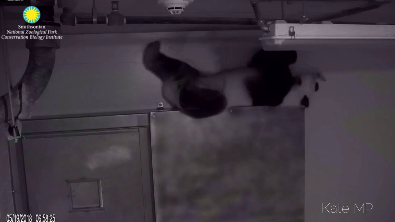 Panda Bei Bei's Great Escape Attempt (5/19/2018)