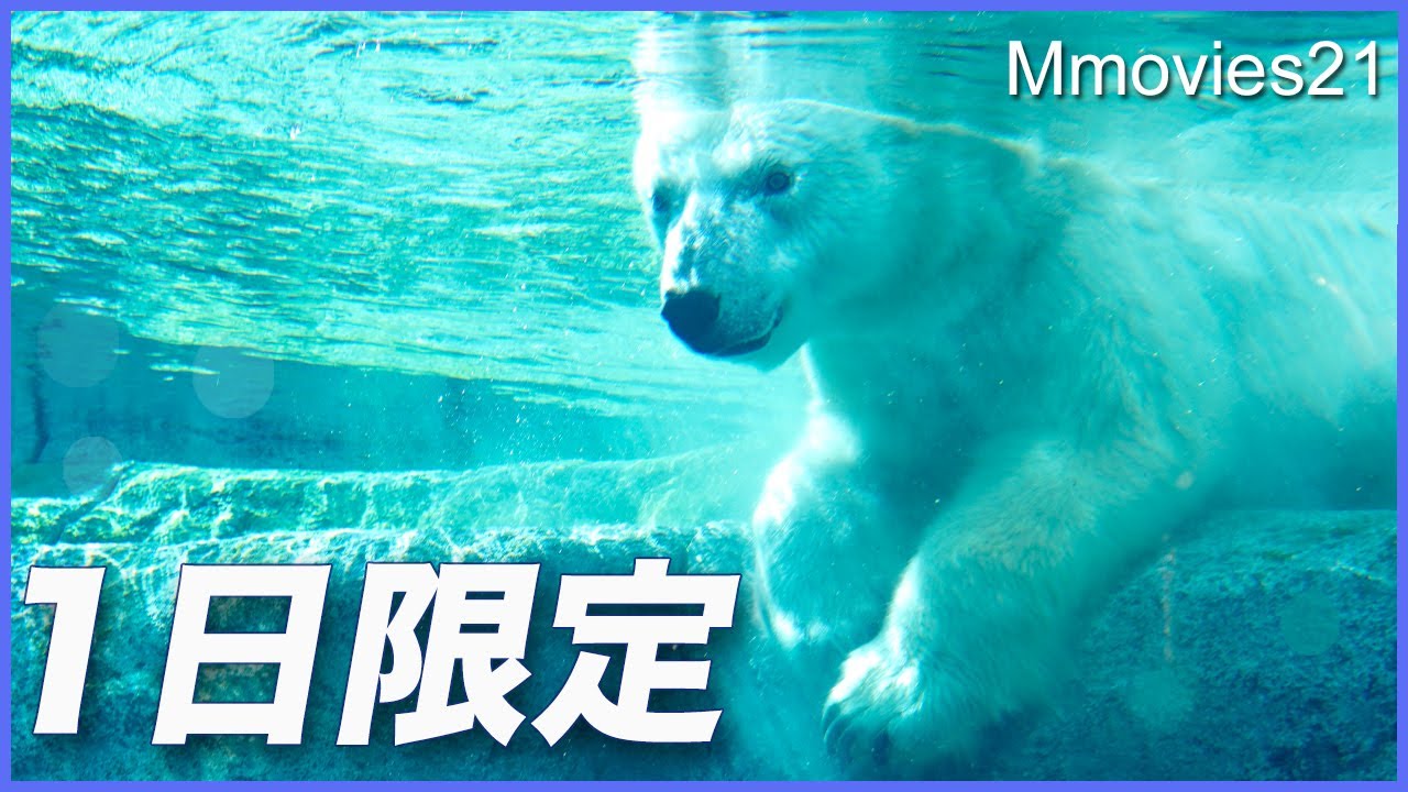 【1日限り】ホッキョクグマ館でララ公開！大プールで水浴・スリスリ・餌探し・体重測定・三十路ゆったりライフ〜Lara the Polar Bear