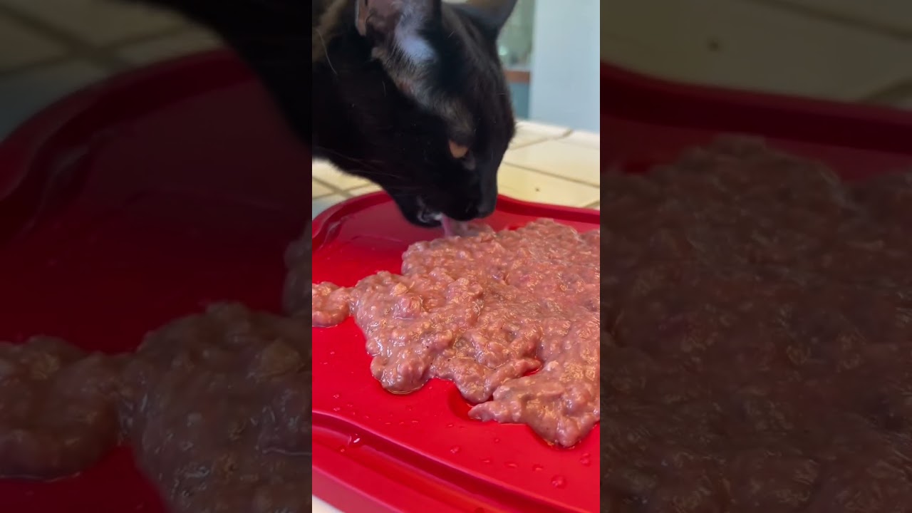 Why NOT To Free Feed | Two Crazy Cat Ladies