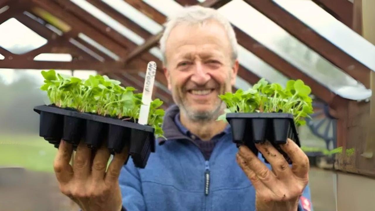 ¡Aprende a sembrar y cultivar plántulas fuertes desde el inicio!