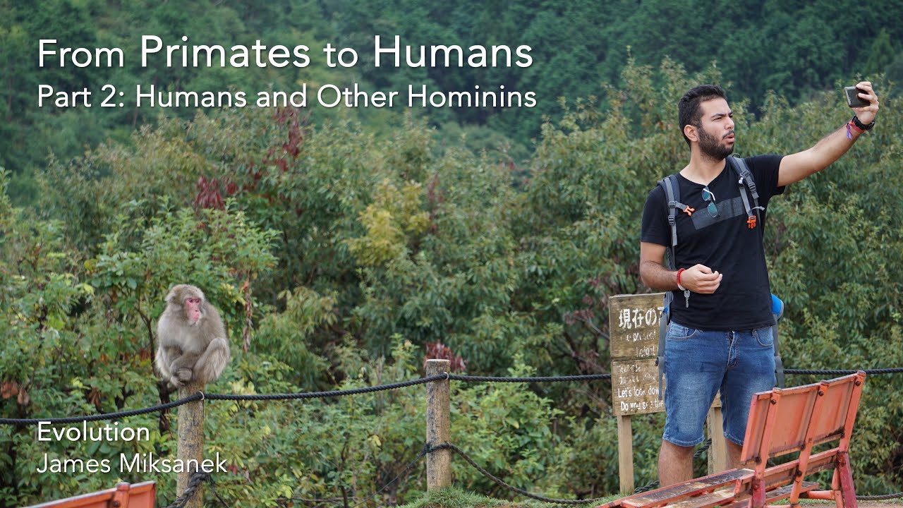From Primates to Humans, Part 2