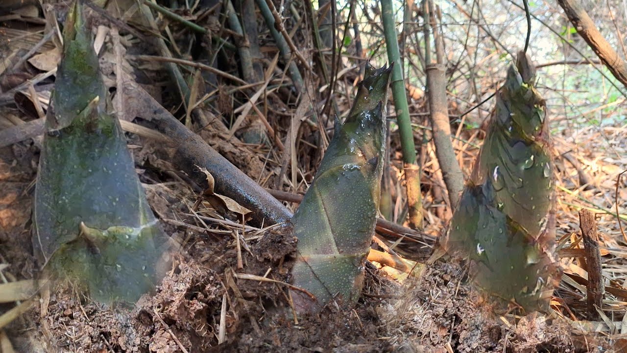 หาหน่อไม้ไผ่ป่า!หน้าแล้ง หน่องาม!หน่อสด!ดีคัก เข้าก่อแรกกะหมาน!หละครับ 19เม.ย.67