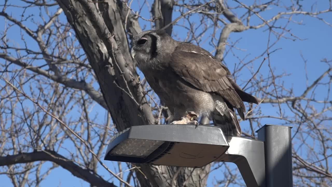 Superb Owl highlights the Verreaux's Eagle Owl at the World Center for Birds of Prey