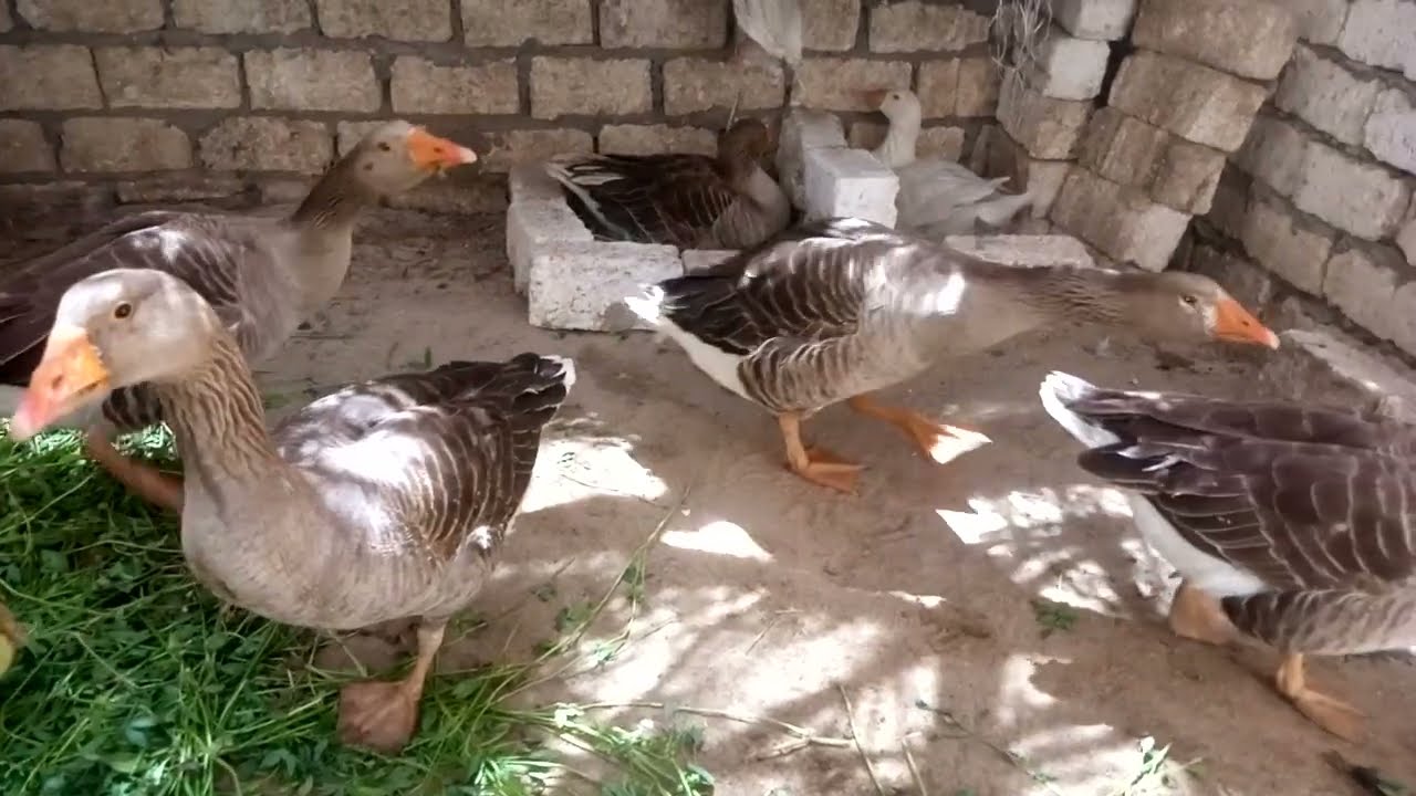 الوزه البيضه كملت بيضها فقس واتفاجات بالالوان 🤔وحضنت بيض البط والرومي تحت الوزه ومكنتيش متوقعه اللي