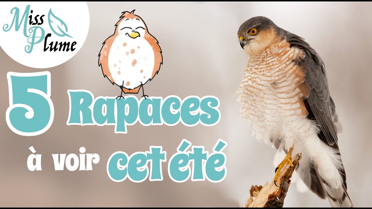 5 Rapaces à voir cet été ! - Miss Plume