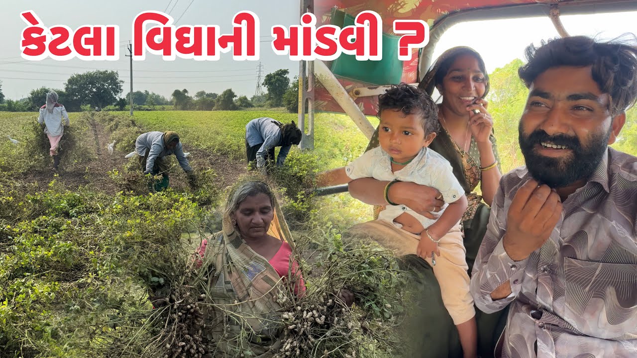રિંકલને કામે ચડાવી 😂 કેટલા વિઘાની માંડવી ઉપાડી ? Aaj Rinkal Ne Kame Chadavi 