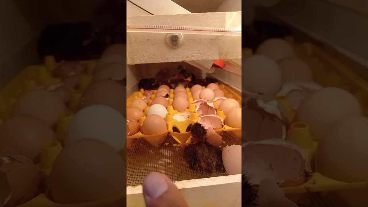 Incubacion de huevos de gallina