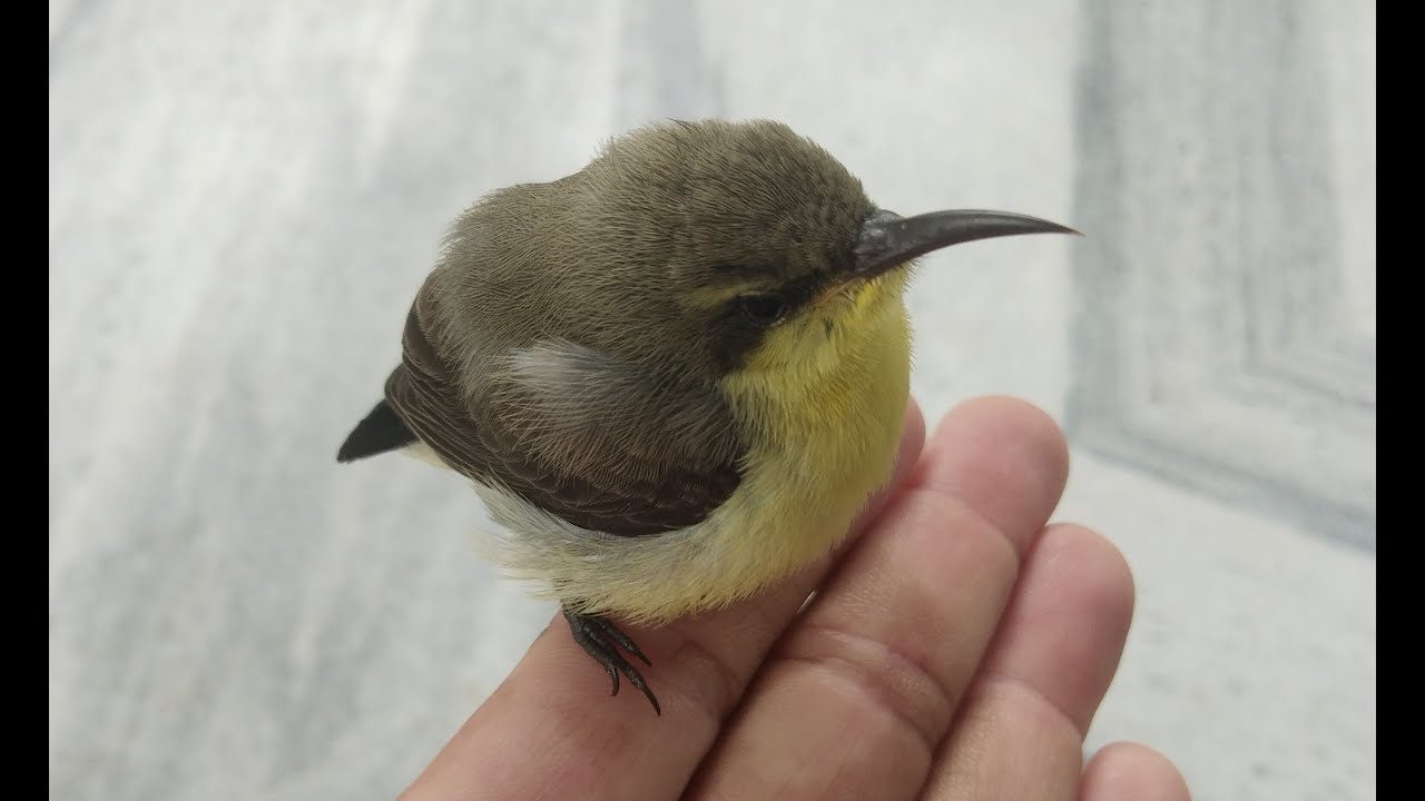 cute baby bird in my garden