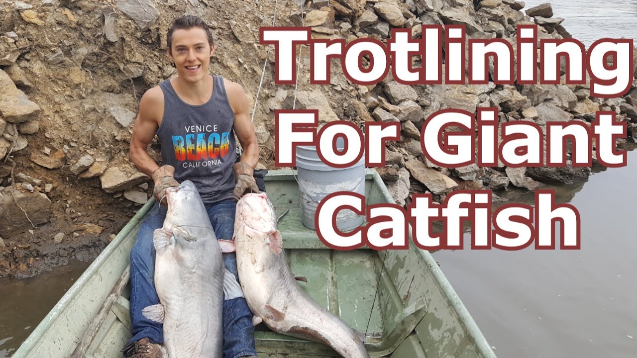 Missouri River Trotlining for Giant Catfish