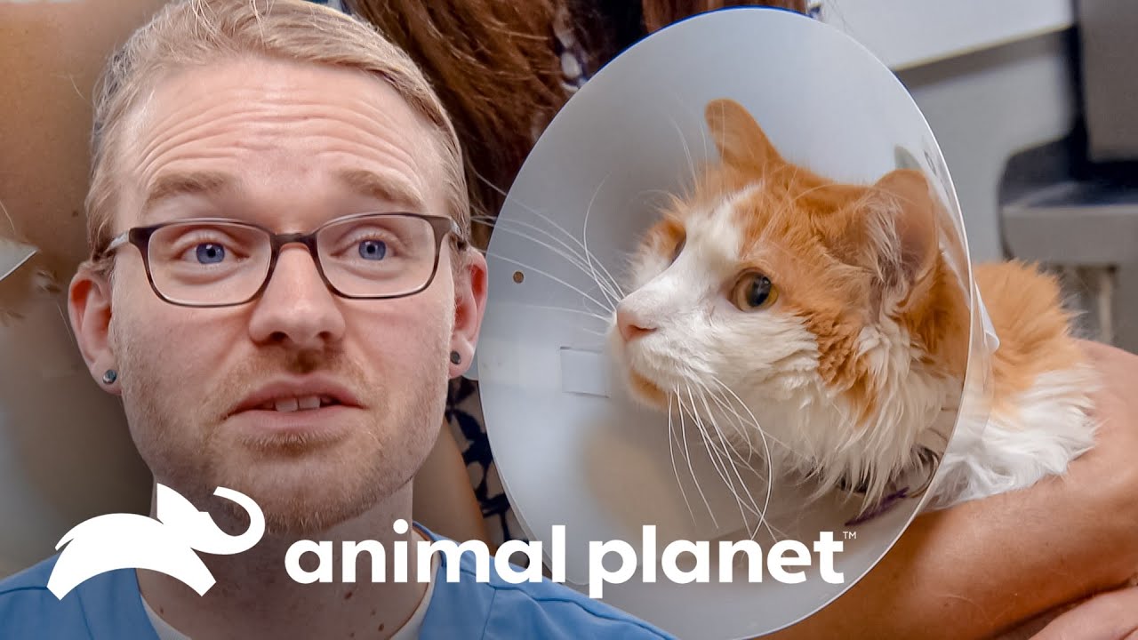 Gato sofre queda e precisa de cirurgia no fêmur | Veterinário das montanhas | Animal Planet Brasil