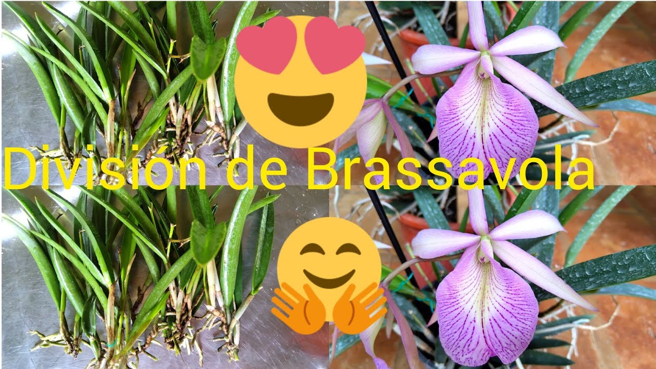 ¿COMO DIVIDIR O REPLANTAR UNA Brassavola?