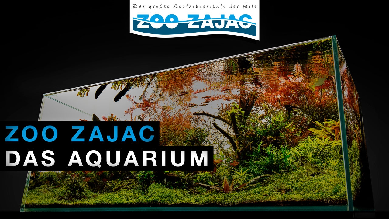 ZOO ZAJAC – DAS AQUARIUM