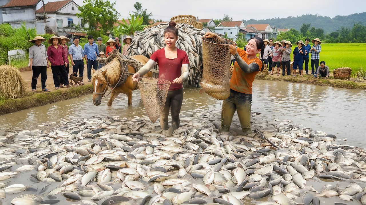 Harvesting BIG Fish at Village Pond - Horse Cart Transport to Sell ( with Daily Farm)