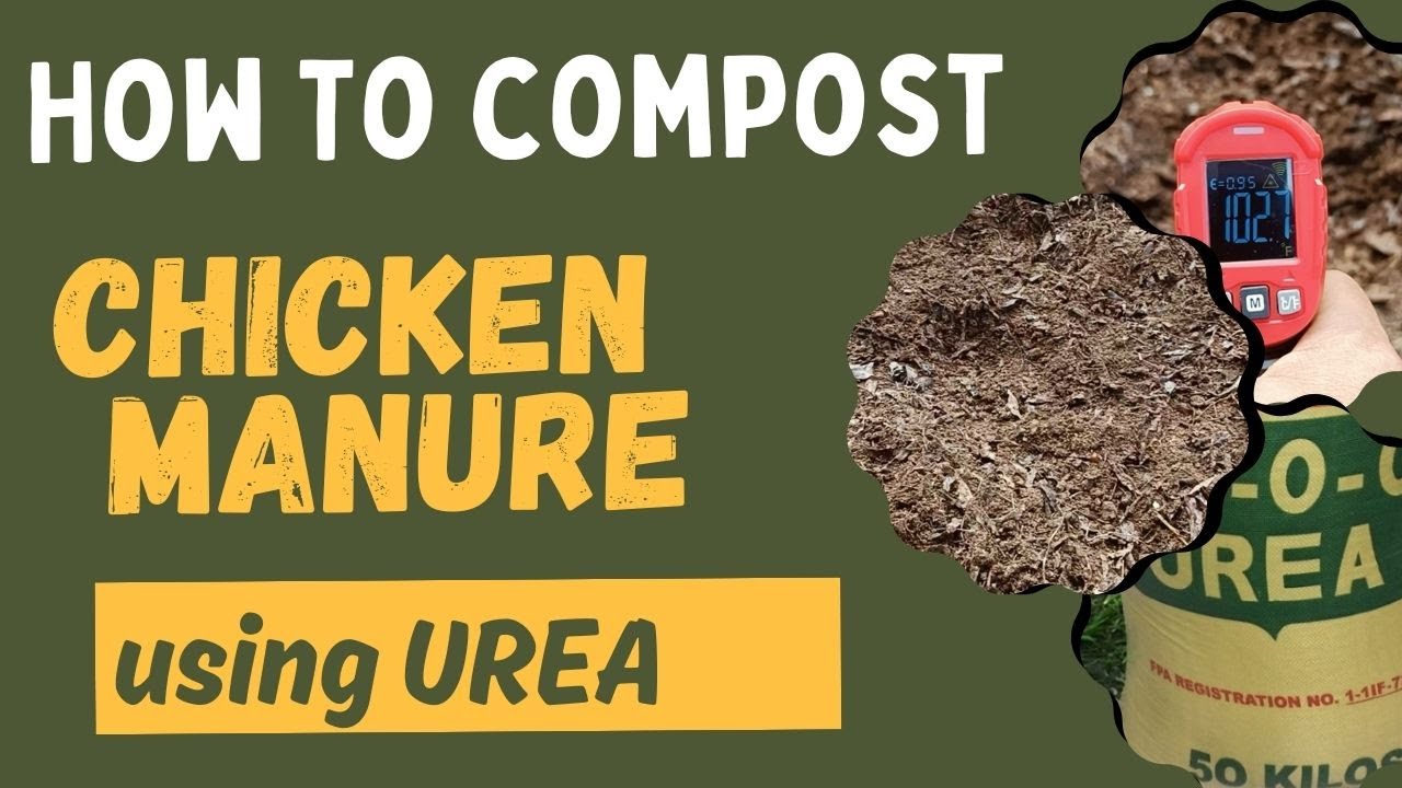 How to Compost Chicken Manure using UREA