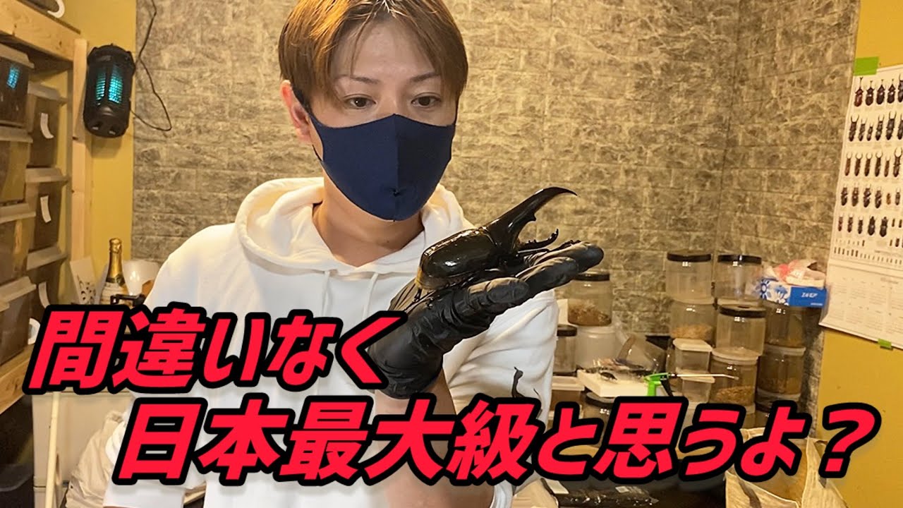 7月7日クワカブ界に稲妻が落ちます