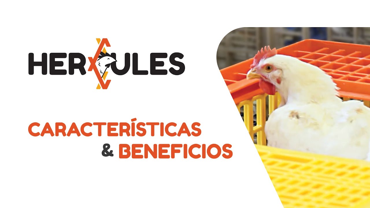 Hércules | Características y Beneficios | Sephnos