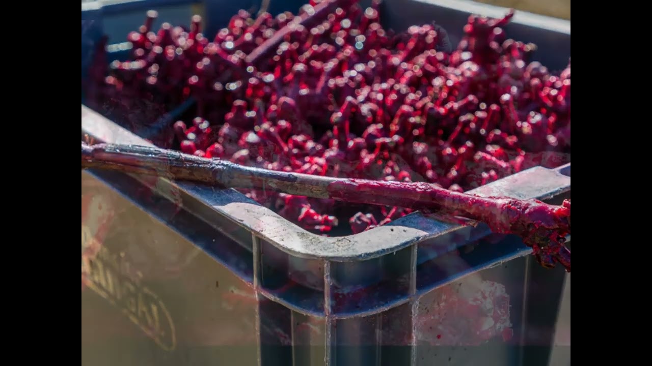 Maison GUIGAL -  Le Vignoble - The Vineyards - Plantations