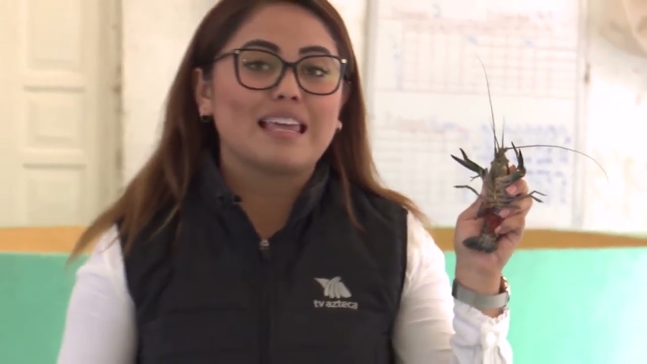Producción de langosta australiana en la mixteca poblana