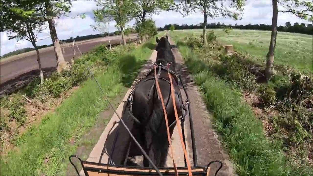 Ostsee Shires / Damons 2. Kutschfahrt / Shire Horse / Kutsche gefunden!