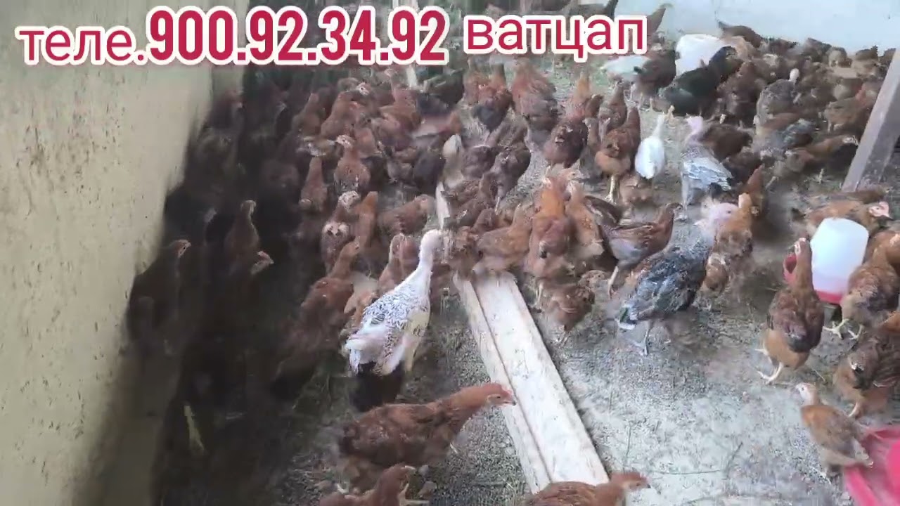чучахои фуруши ламан бравн 800 дона дар нохияи фархор барои шумо теле.900.92.34.92