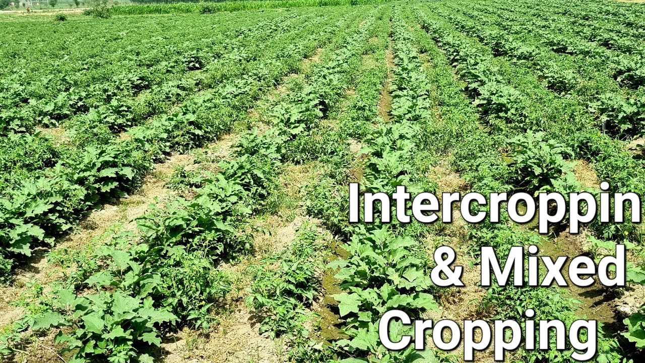 Intercropping || intercroppin and mixed cropping || companion Planting with tomatoes and eggplant