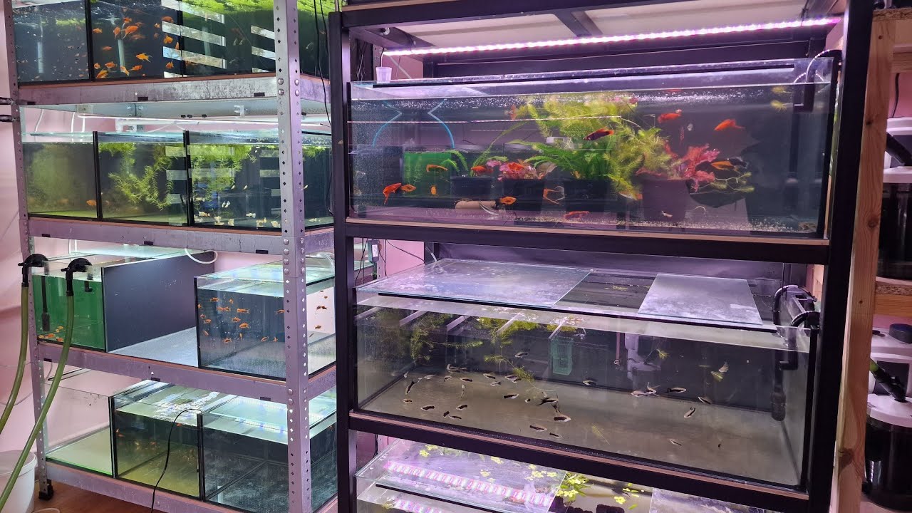 NA HODOWLI!!! U KRZYSZTOFA BEDNAROWICZA