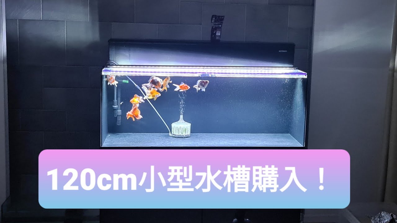 琉金だけの120cm小型水槽を設置！高級金魚だけの金魚水槽