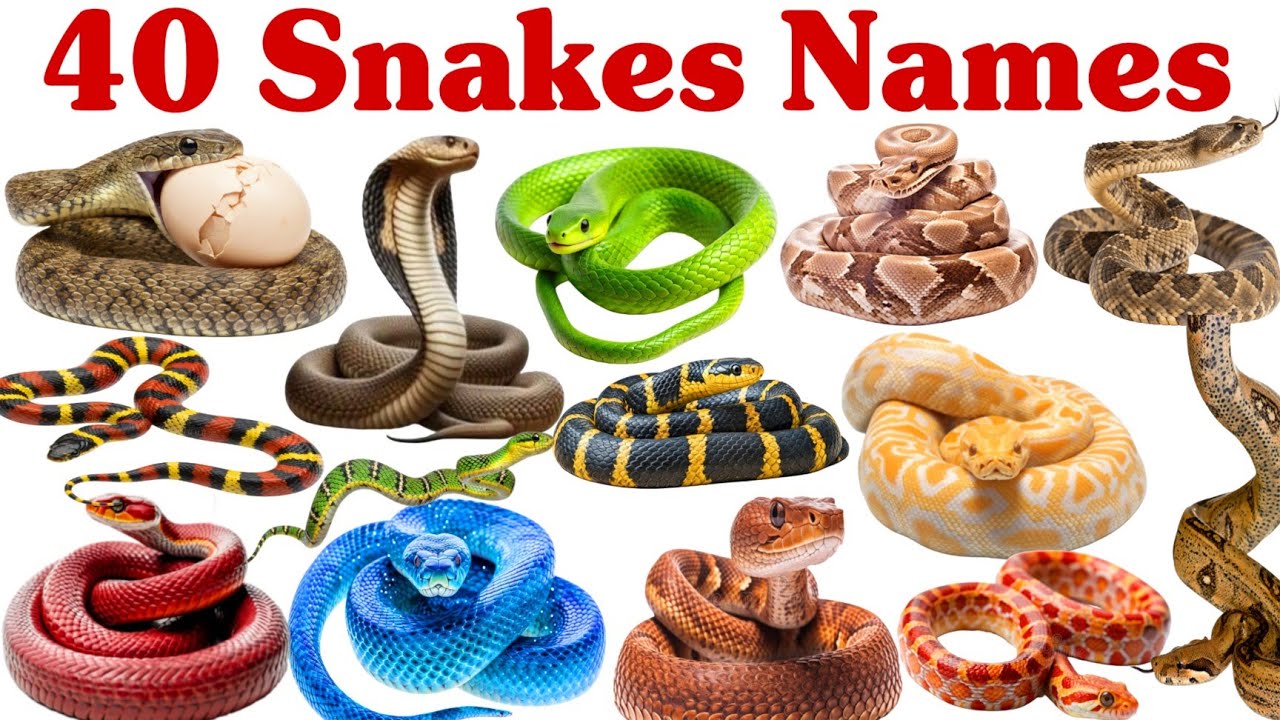 40 सांपों के नाम सीखें बच्चों के लिए | Learn 40 Snake Names for kids with pictures and Sound
