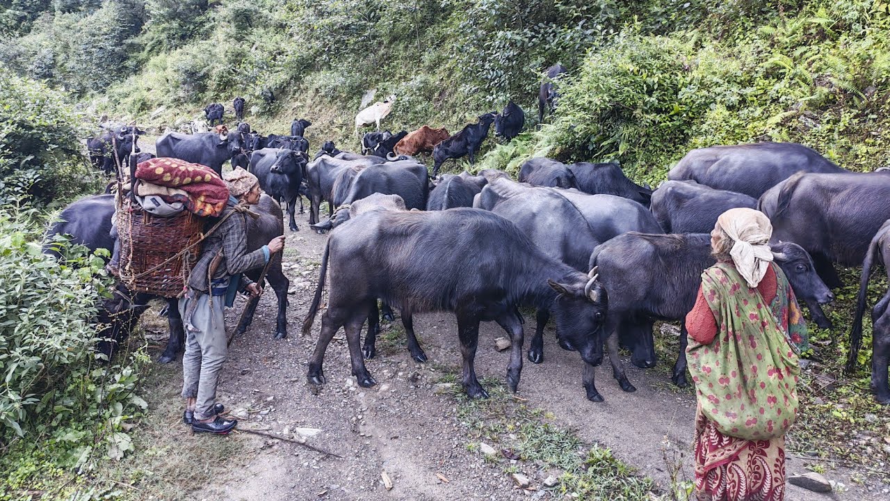 Forestry and old-fashioned animal husbandry .Himalayan mountain village life in nepal 🇳🇵