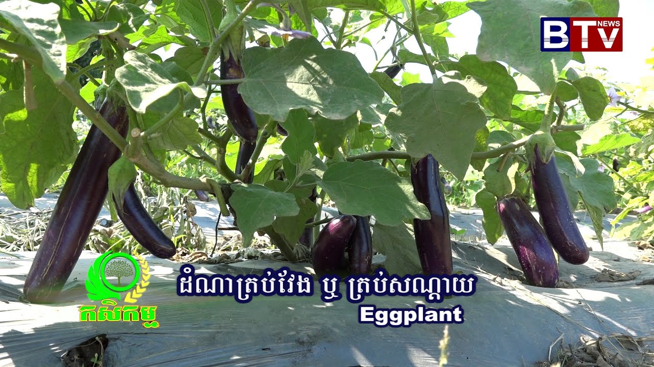 AGRICULTURE/កសិកម្ម : ដំណាំត្រប់សណ្តាយ ( Eggplant ) Vol 02/3