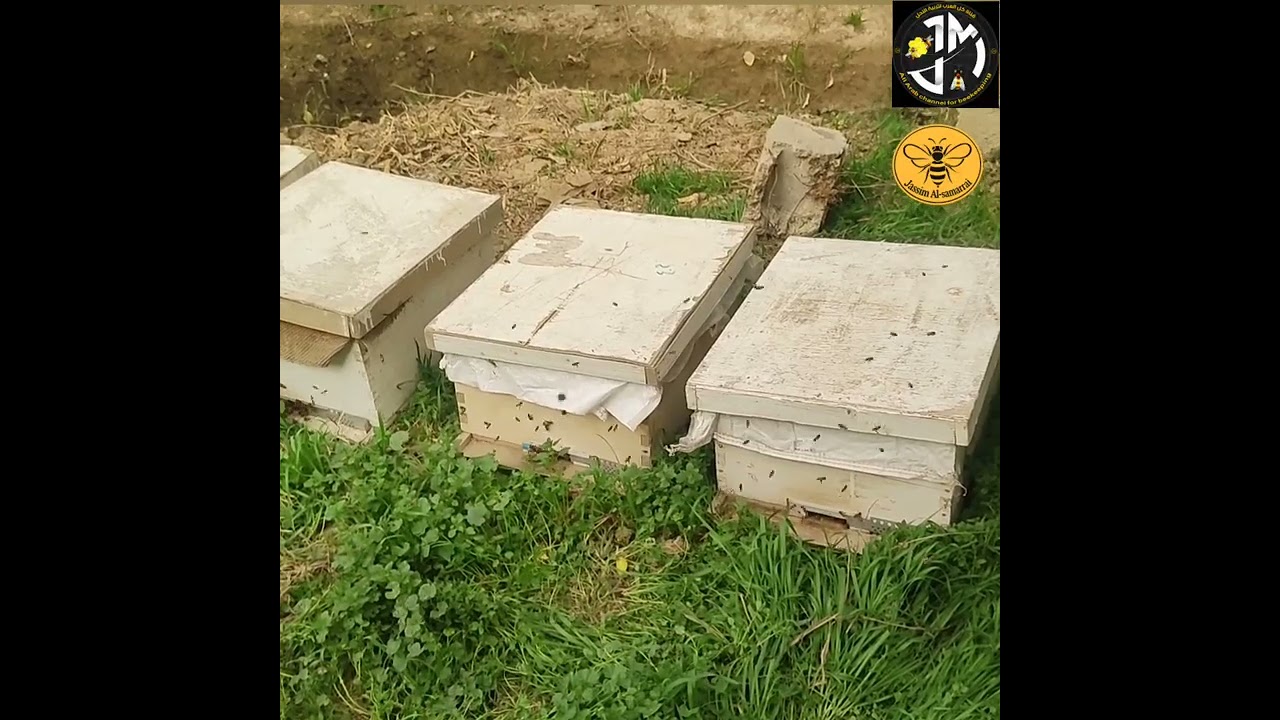 الاستعداد لتجيش النحل والانطلاقة النحلية