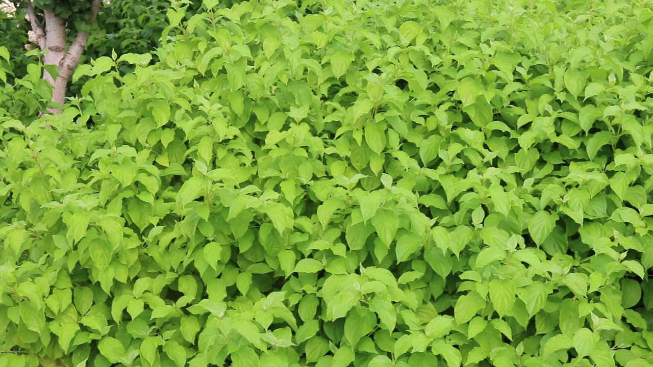 Bloodtwig dogwood (Cornus sanguinea) - Plant Identification
