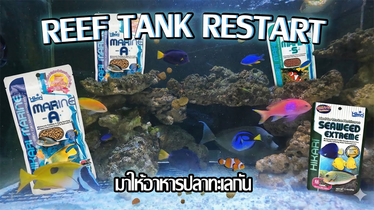 Reef Tank Restart : มาให้อาหารปลาทะเลกัน