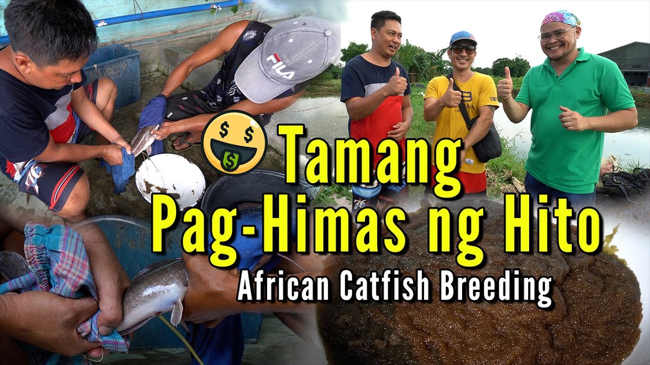 Tamang Pag Himas ng Hito - African Catfish Breeding -  Pag Aalaga ng Hito Episode 04