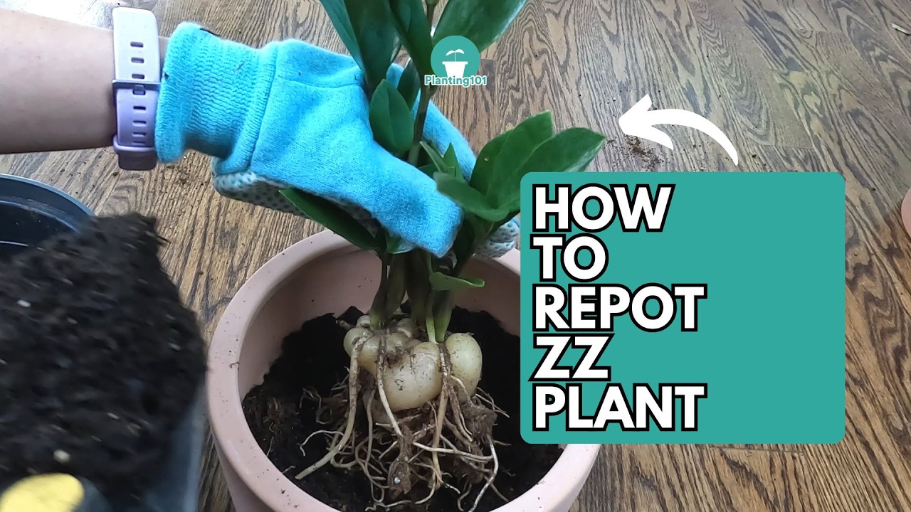 Как пересаживать растение ZZ | Пересадка растений ZZ | ZZ Plant | Zanzibar Gem | Zamioculcas zami...