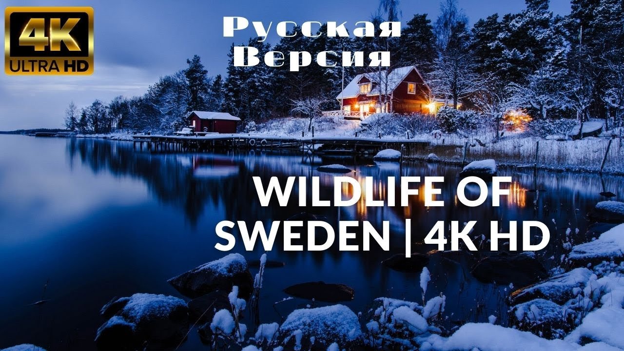 Wildlife of Sweden | 4k HD