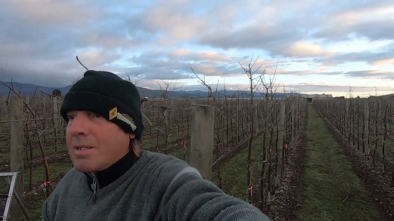 New Zealand - Pruning Apple trees in lockdown